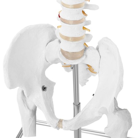 Model anatomiczny ludzkiego kręgosłupa z miednicą męską 86 cm