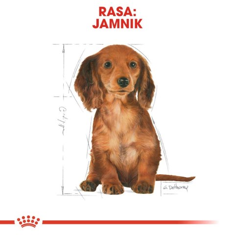 ROYAL CANIN BHN Dachshund Puppy - sucha karma dla szczeniąt - 1,5kg