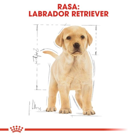 ROYAL CANIN BHN Labrador Puppy - sucha karma dla szczeniąt - 12kg