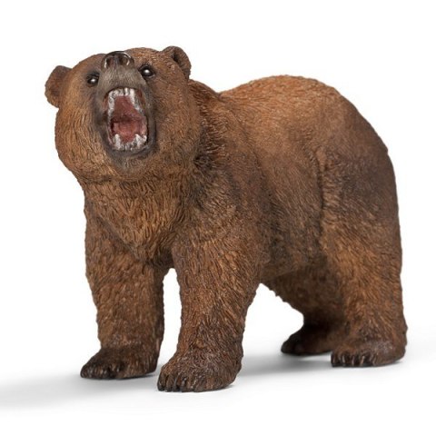 Niedzwiedź Grizzly