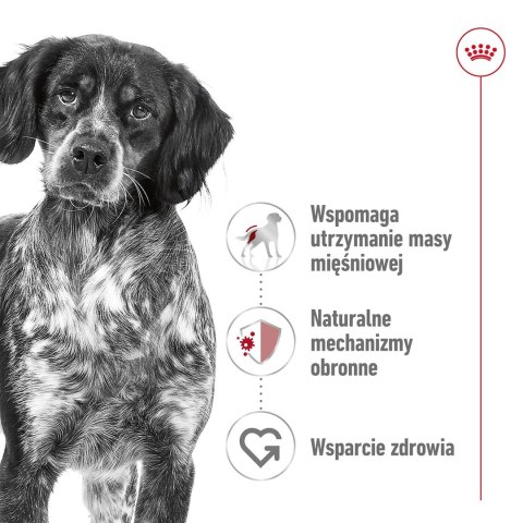 ROYAL CANIN SHN Medium Adult w sosie - mokra karma dla psa dorosłego - 10x140 g