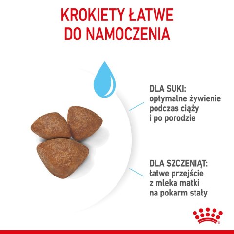 ROYAL CANIN Starter Mini Mother & Babydog - sucha karma dla szczeniąt i suk w ciąży oraz okresie laktacji - 1 kg