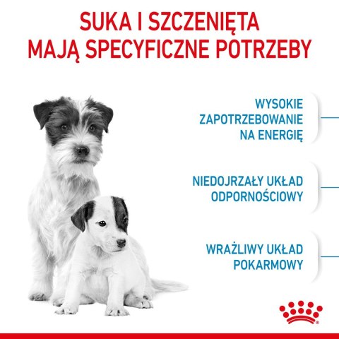 ROYAL CANIN Starter Mini Mother & Babydog - sucha karma dla szczeniąt i suk w ciąży oraz okresie laktacji - 1 kg