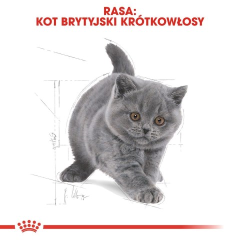 Royal Canin FBN British Shorthair Kitten - sucha karma dla kociąt - 2 kg