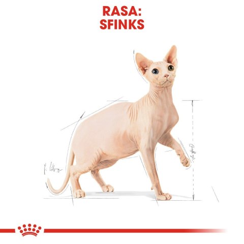 ROYAL CANIN FBN Sphynx Adult - sucha karma dla dorosłego kota - 2kg