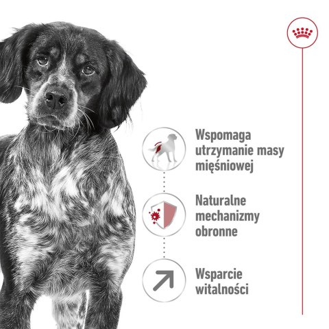 ROYAL CANIN SHN Medium Adult 7+ - sucha karma dla psa dorosłego - 15 kg