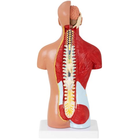 Model anatomiczny 3D tułowia człowieka