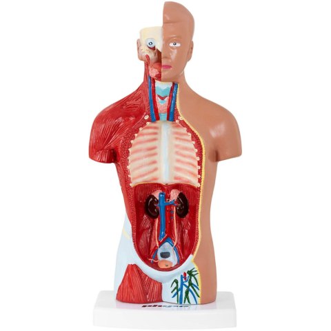 Model anatomiczny 3D tułowia człowieka