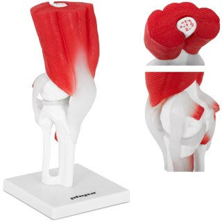 Model anatomiczny stawu kolanowego 3D w skali 1:1