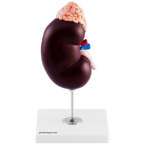 Model anatomiczny 3D nerki człowieka skala 1.5:1