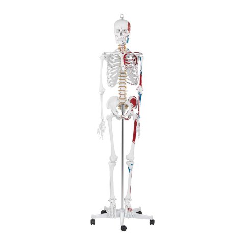 Model anatomiczny ludzkiego szkieletu 180 cm + Plakat anatomiczny