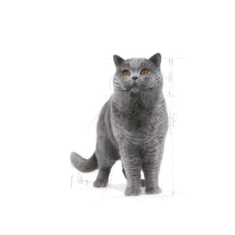 ROYAL CANIN FBN British Shorthair Adult - sucha karma dla kota dorosłego - 10kg