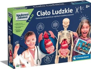 Ciało ludzkie montaż szkieletu i narządów Clementoni